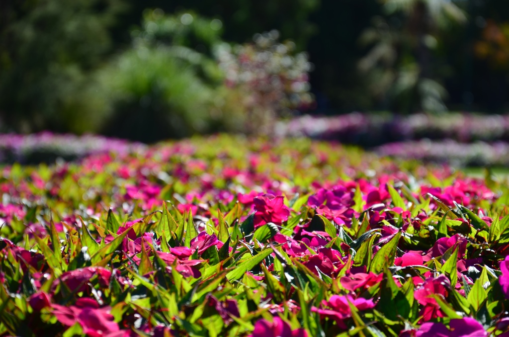 2017-03 New Zealand/Rotorua/DSC_0052.JPG